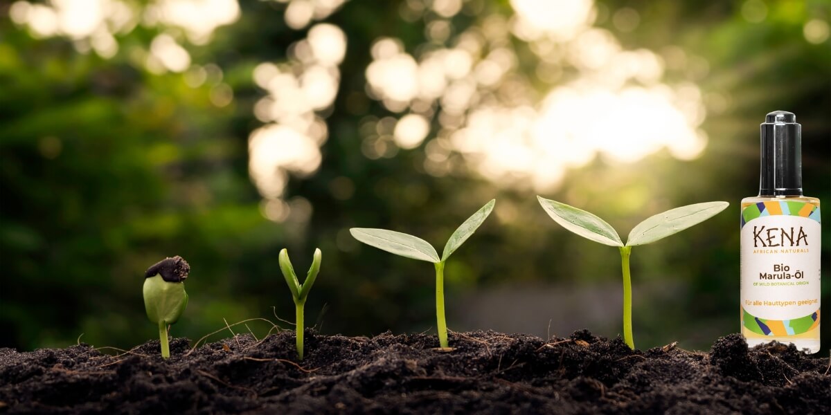 Nachhaltige Kosmetik - Setzlinge im Wald - KENA Bio Marulaoel