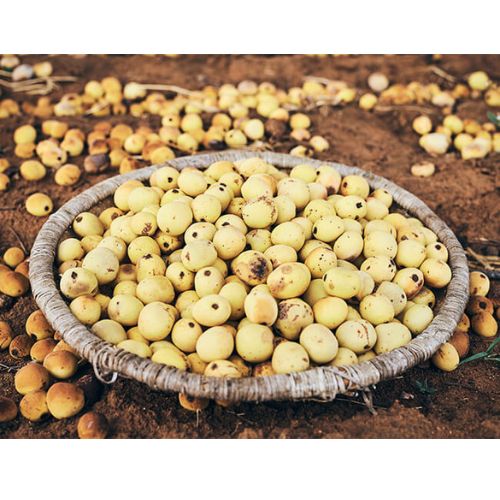 KENA Marula Früchte mit gelber Farbe auf der Erde und in Korb in Botswana