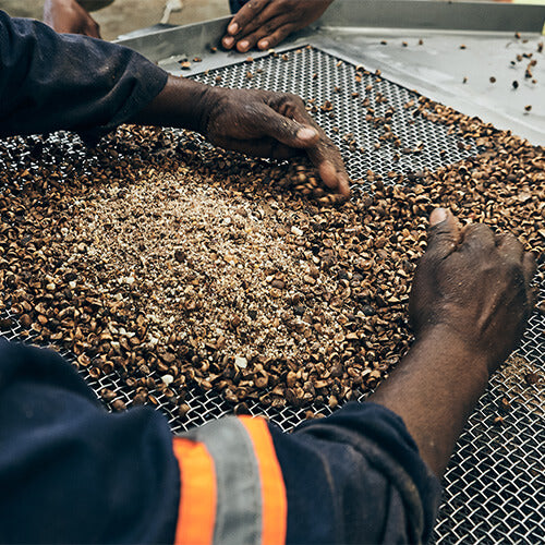 KENA Marula Samen in Rüttelsieb die ein Arbeiter per Hand in der Maschine hält