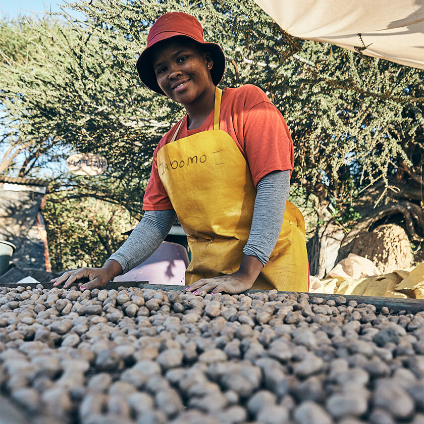 Arbeiterin in Botswana sortiert Marula Kerne