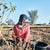 KENA Marula Frucht und Kerne werden von Arbeiterin in Botswana in der Natur wild gesammelt.