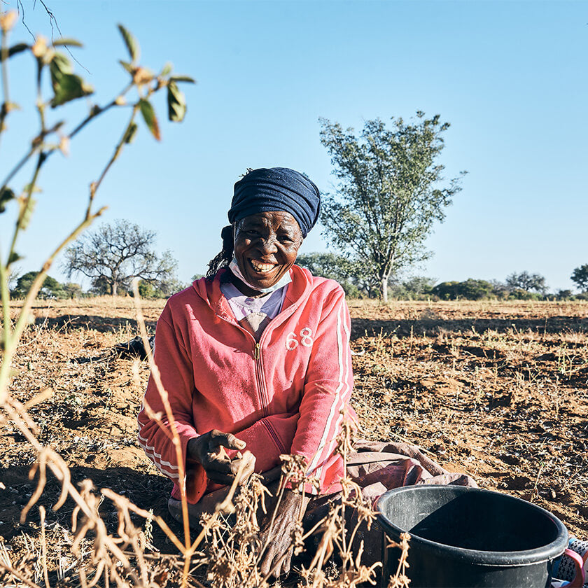 Marula Kerne und Früchte werden von fair bezahlter Arbeiterin in Botswana wild gesammelt