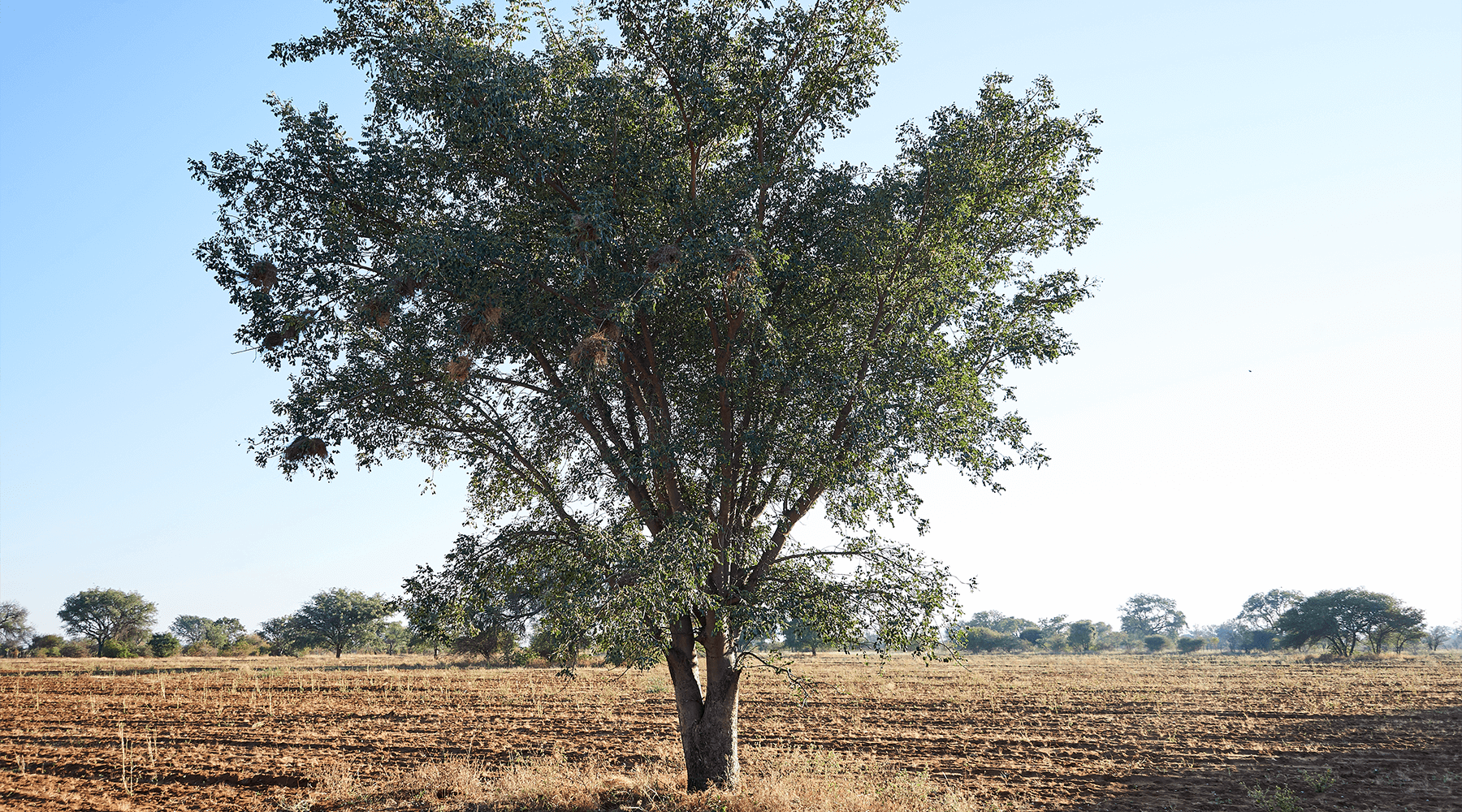 Marula-Baum der in Botswana in der Natur steht