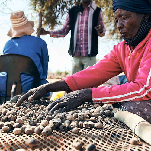 KENA Marula Kerne werden per Hand in Botswana von einer Arbeiterin sortiert