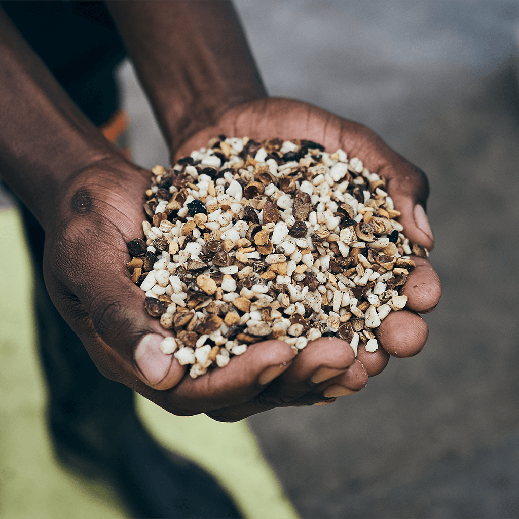 Marula Samen in zwei Händen, aus denen Marula-Öl kaltgepresst wird