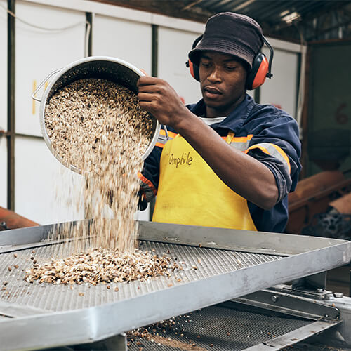 KENA Marula Samen werden von Arbeiter in Rüttelsieb geschüttet in Botswana