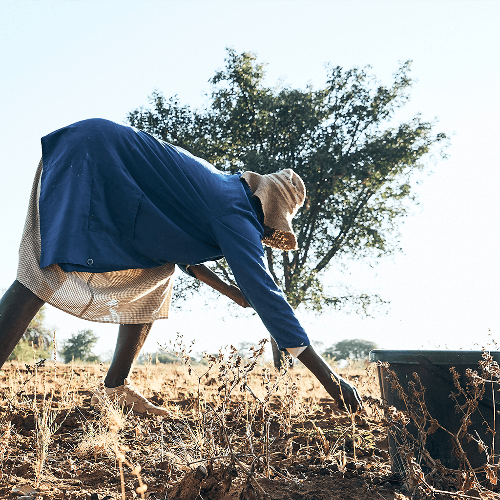 Marula Früchte und Kerne werden wild in Botswana von fair bezahlten ArbeiterInnen gesammelt