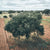 Marula-Baum in Botswana, von dessen Früchten das KENA Marula-Öl produziert wird.