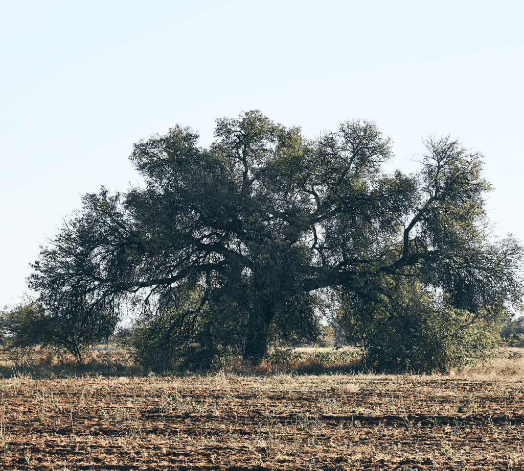 Marulabaum in Botswana - der Baum der die Marula Früchte trägt aus dem das KENA African Naturals Bio Marula-Öl hergestellt wird