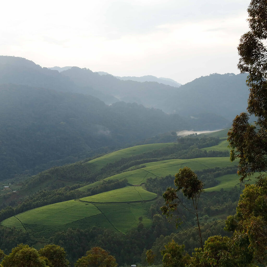 Foto von hügeliger Landschaft des Nyungwe Forrest Nationalparks in Ruanda