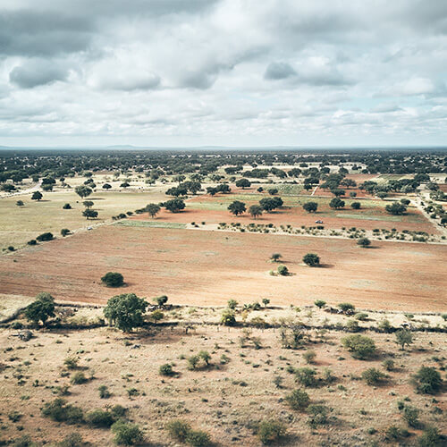 KENA wilde Marula Bäume in der Landschaft von Botswana